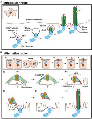 A Model for Primary Cilium Biogenesis by Polarized Epithelial Cells: Role of the Midbody Remnant and Associated Specialized Membranes